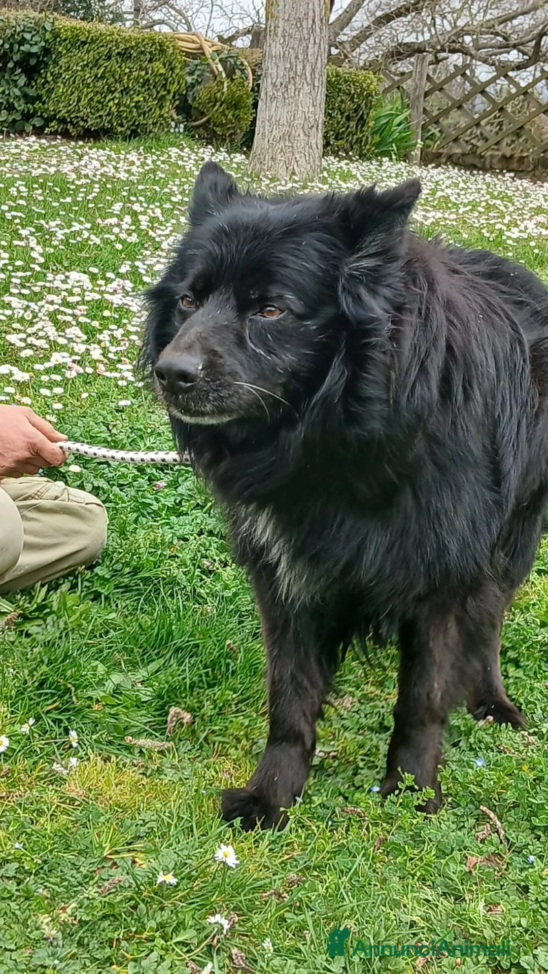 Meticcio cani in regalo: NONNO NOE' HA BISOGNO DI VOI, ADOZIONE A DISTANZA - Annuncio 4