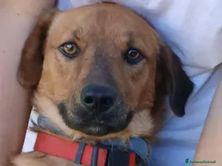 Meticcio cani ERNESTO ASPETTA LA SUA MAMMA E IL SUO PAPA' - Annuncio 4