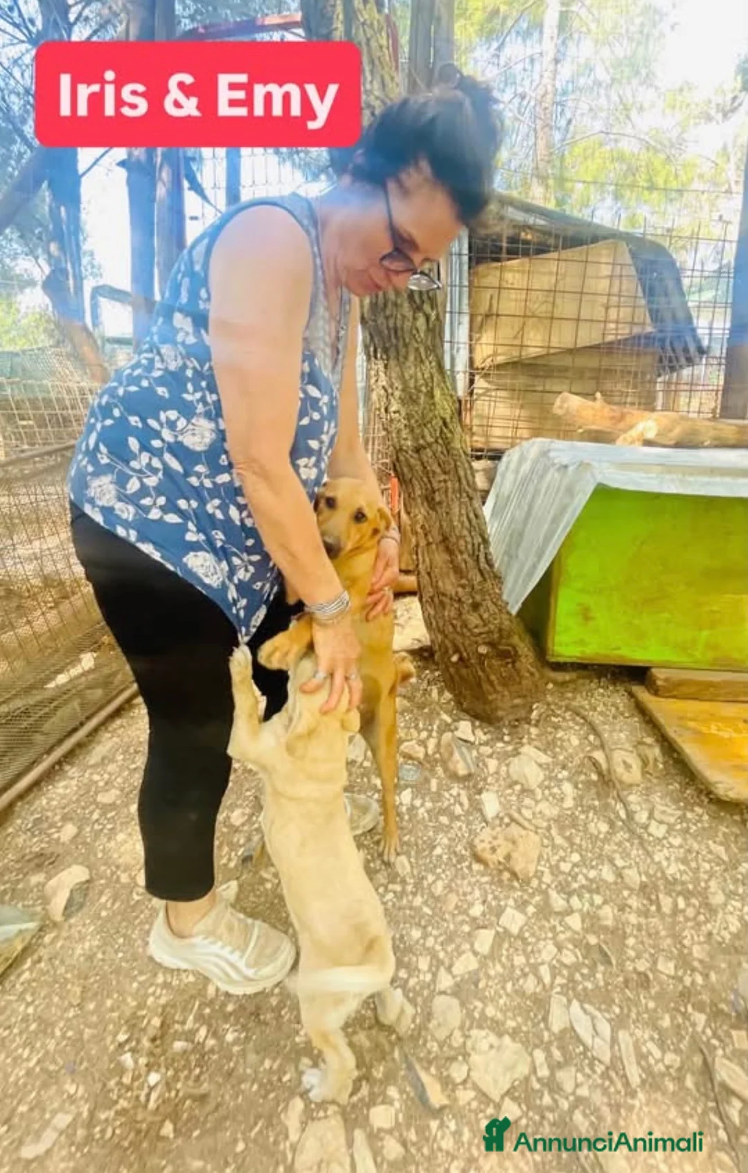 Meticcio cani in regalo: Iris è solo una cucciola e resterà sola  - Annuncio 7