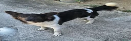 Meticcio cani in regalo: Tahir 8 mesi taglia media piccola  - Annuncio 2