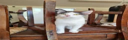 Europeo gatti in regalo: Gattino maschio 4 mesi buonissimo  - Annuncio 4