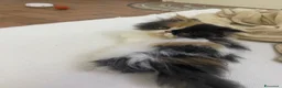 Persiano gatti in vendita: Gattine Persiane ipertipiche - Annuncio 2