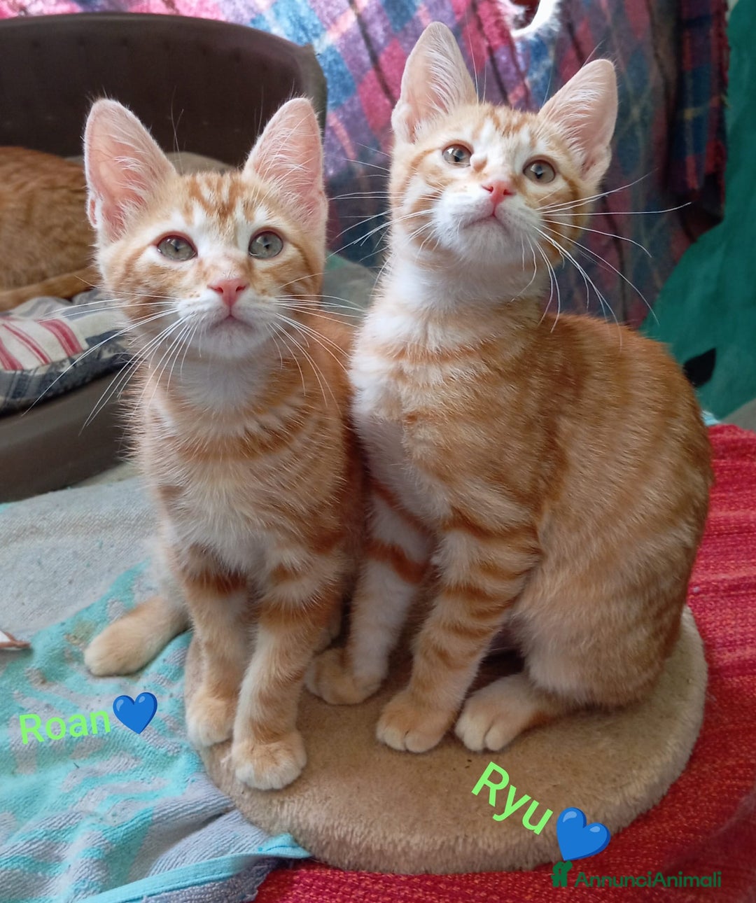 Meticcio gatti in regalo: Gattini di 4 mesi in cerca di casa  a Città metropolitana di Milano - Annuncio 1