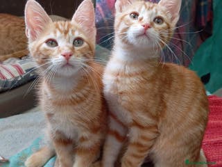 Meticcio gatti Gattini di 4 mesi in cerca di casa a Città metropolitana di Milano - Annuncio 36