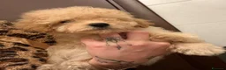 Barboncino cani in vendita: Cucciolo di barboncino  - Annuncio 2