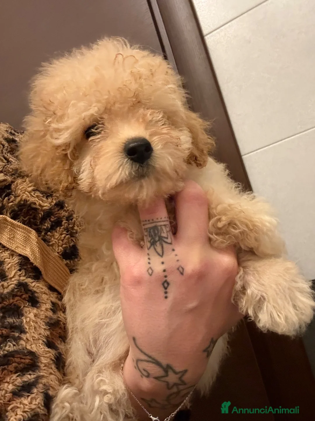 Barboncino cani in vendita: Cucciolo di barboncino  - Annuncio 2