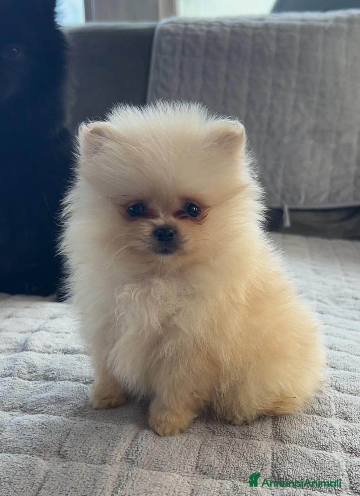 Spitz cani Spitz Pomerania  - Annuncio 2