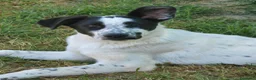 Meticcio cani in regalo: Jessica: cucciolona taglia media socievole  - Annuncio 2