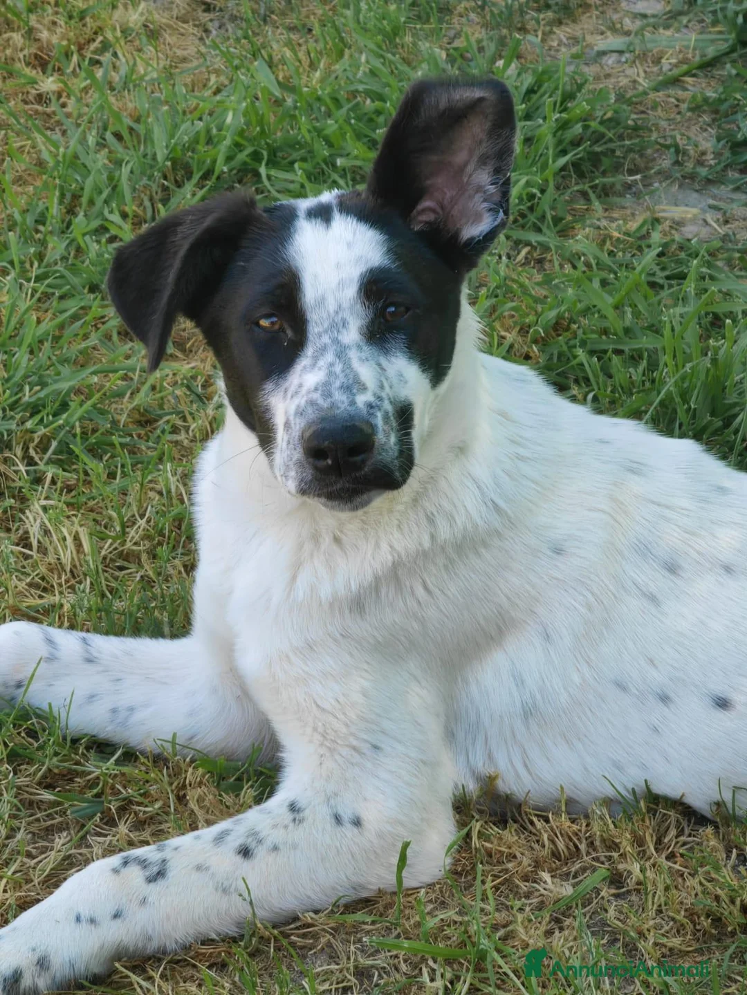 Meticcio cani in regalo: Jessica: cucciolona taglia media socievole  - Annuncio 2