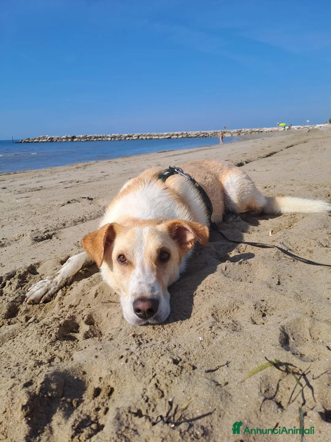 Meticcio cani in regalo: Splendido meticcio - CHARLIE - Annuncio 13