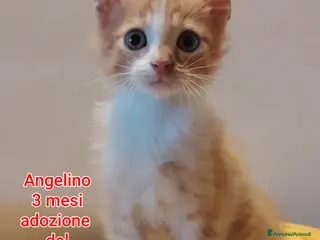 Altre razze gatti TANTI MICINI SOLI! - Annuncio 2
