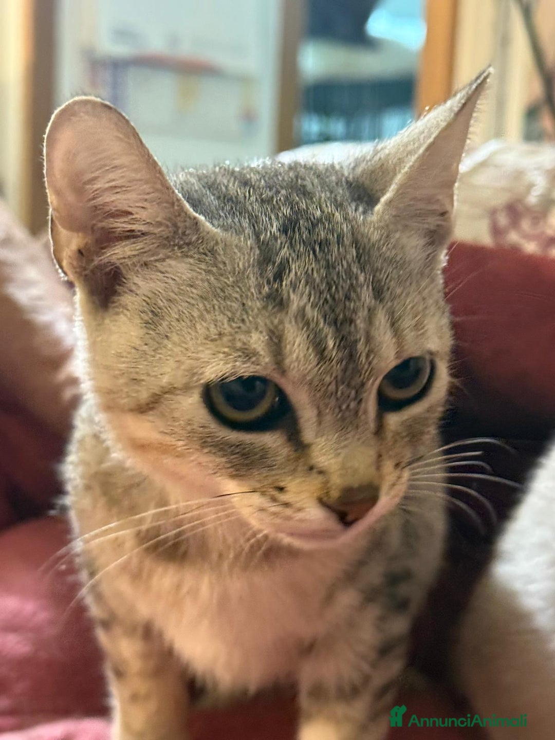 Europeo gatti in regalo: cuccioli gatto cercano casa❤️ ADOZIONE DI COPPIA - Annuncio 5