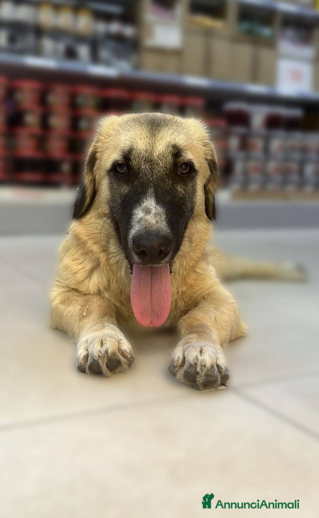 Meticcio cani in regalo: Ciaky zampe corte e cuore grande - Annuncio 13