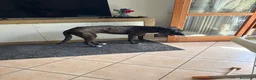 Meticcio cani in regalo: Billa - Annuncio 3