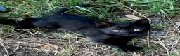 Europeo gatti in regalo: Gattino nero 2 mesi  - Annuncio 1