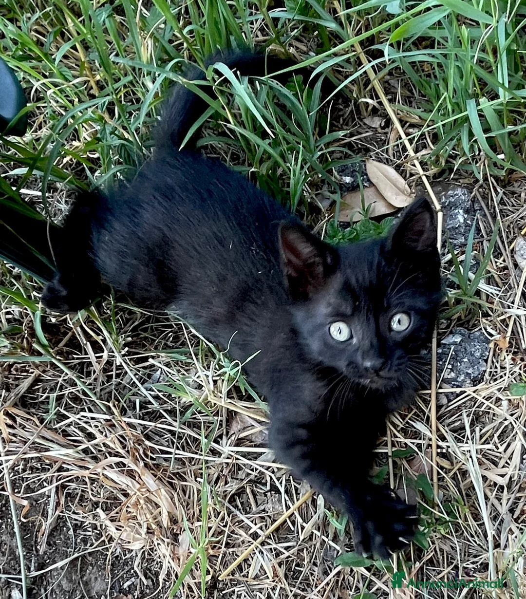 Europeo gatti in regalo: Gattino nero 2 mesi  - Annuncio 1