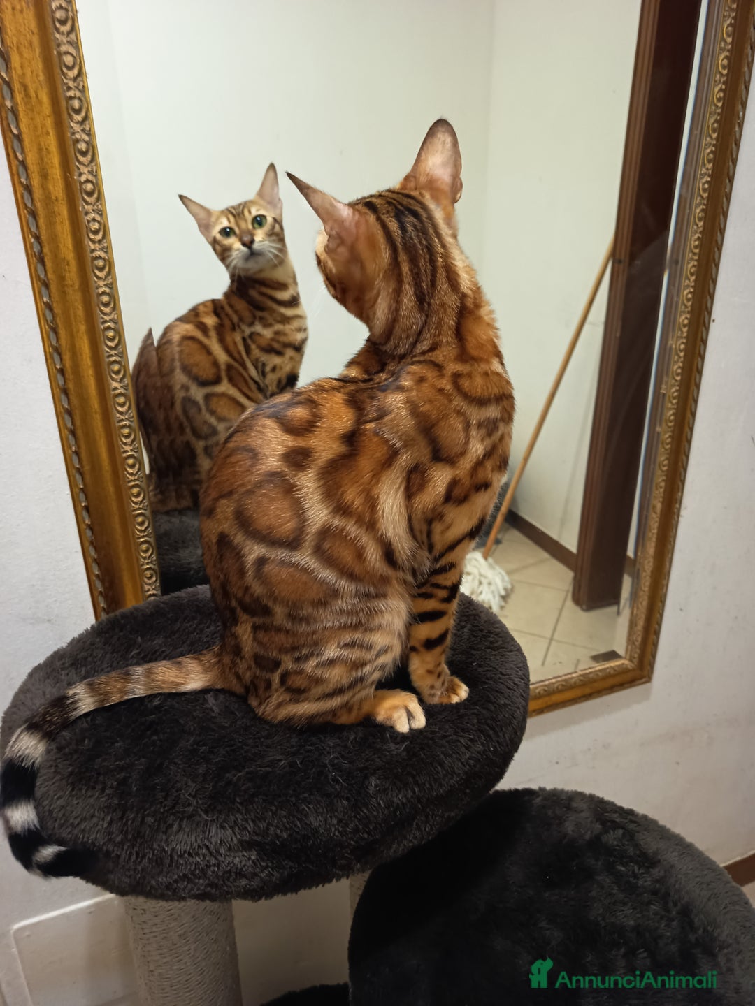 Bengala gatti in vendita: meraviglioso maschietto Bengala  - Annuncio 10
