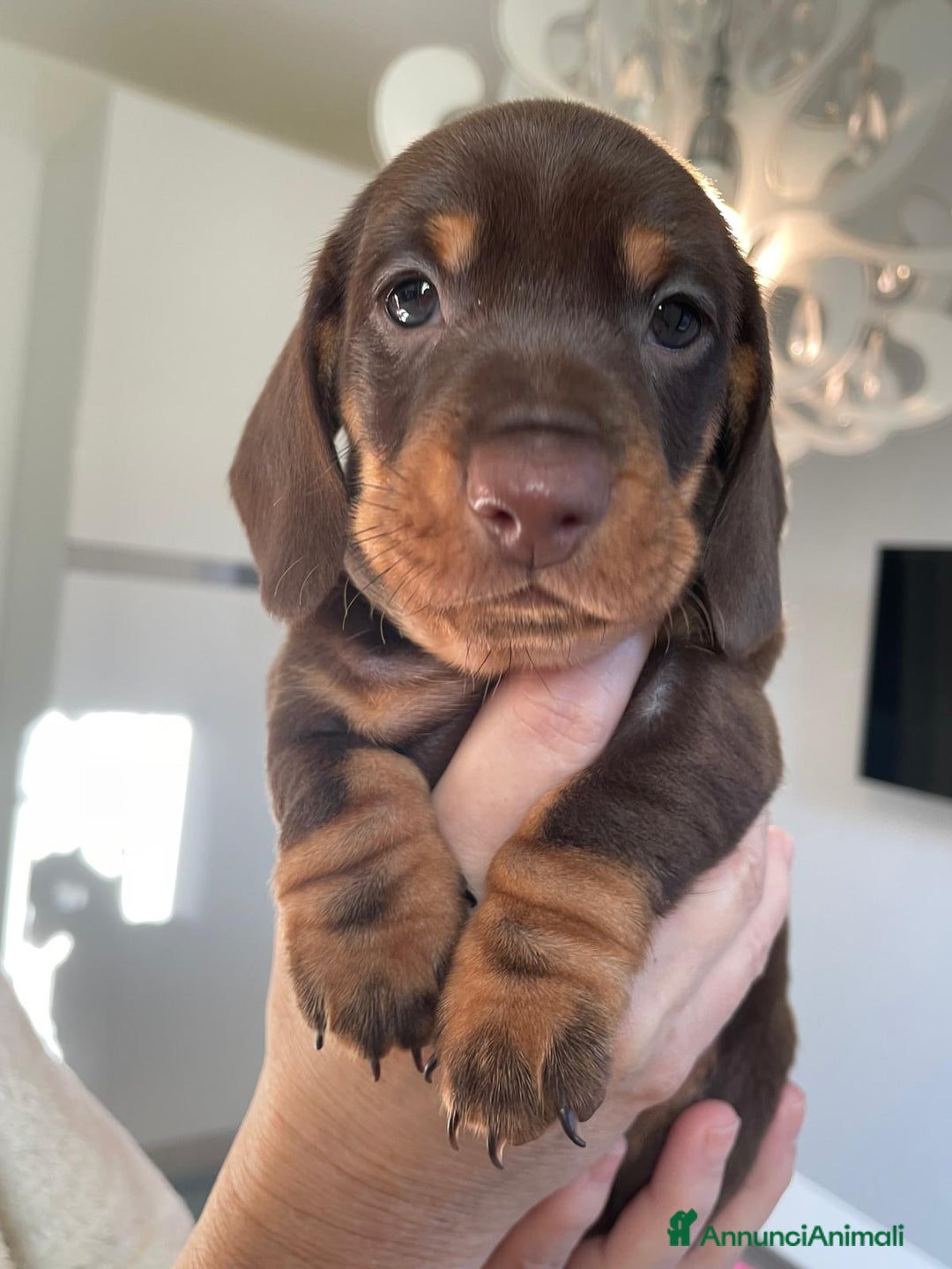 Bassotto cani in vendita: Bassotti Tedeschi Nani a Pelo Corto-Pedigree  - Annuncio 7