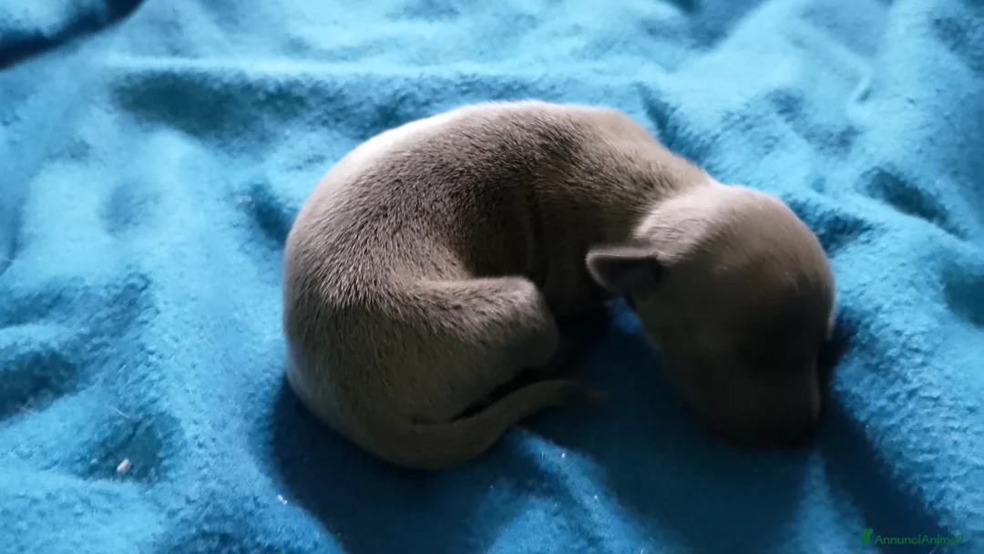 Levriero cani in vendita: Cuccioli di Piccolo Levriero Italiano - Annuncio 11