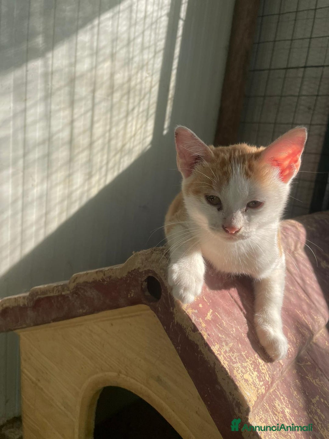 Meticcio gatti in regalo: DOLCISSIMI GATTINI - Annuncio 5