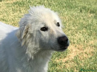 Pastore Maremmano cani OTONE giovanissimo maremmano in canile a Provincia di Latina - Annuncio 6