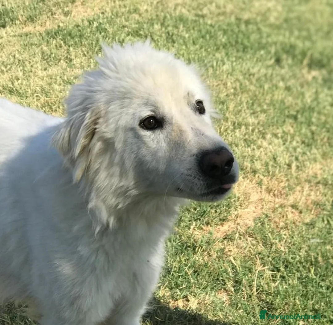 Pastore Maremmano cani in regalo:  OTONE giovanissimo  maremmano in canile a Provincia di Latina - Annuncio 1