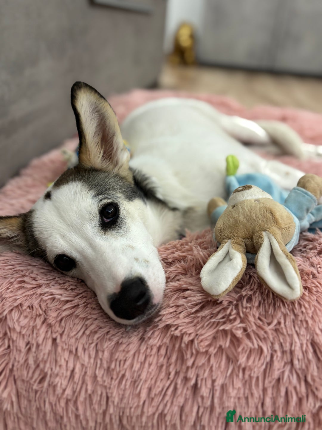 Meticcio cani in regalo: Cucciola cerca casa - Annuncio 1