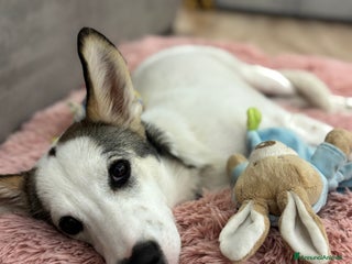 Meticcio cani Cucciola cerca casa - Annuncio 3
