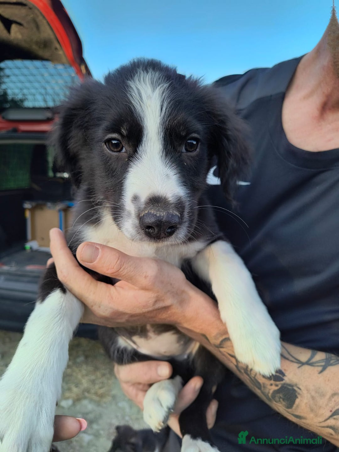 Altre razze cani in regalo: Cuccioli di 3 mesi cercano adozione urgente  a Provincia di Parma - Immagine 20