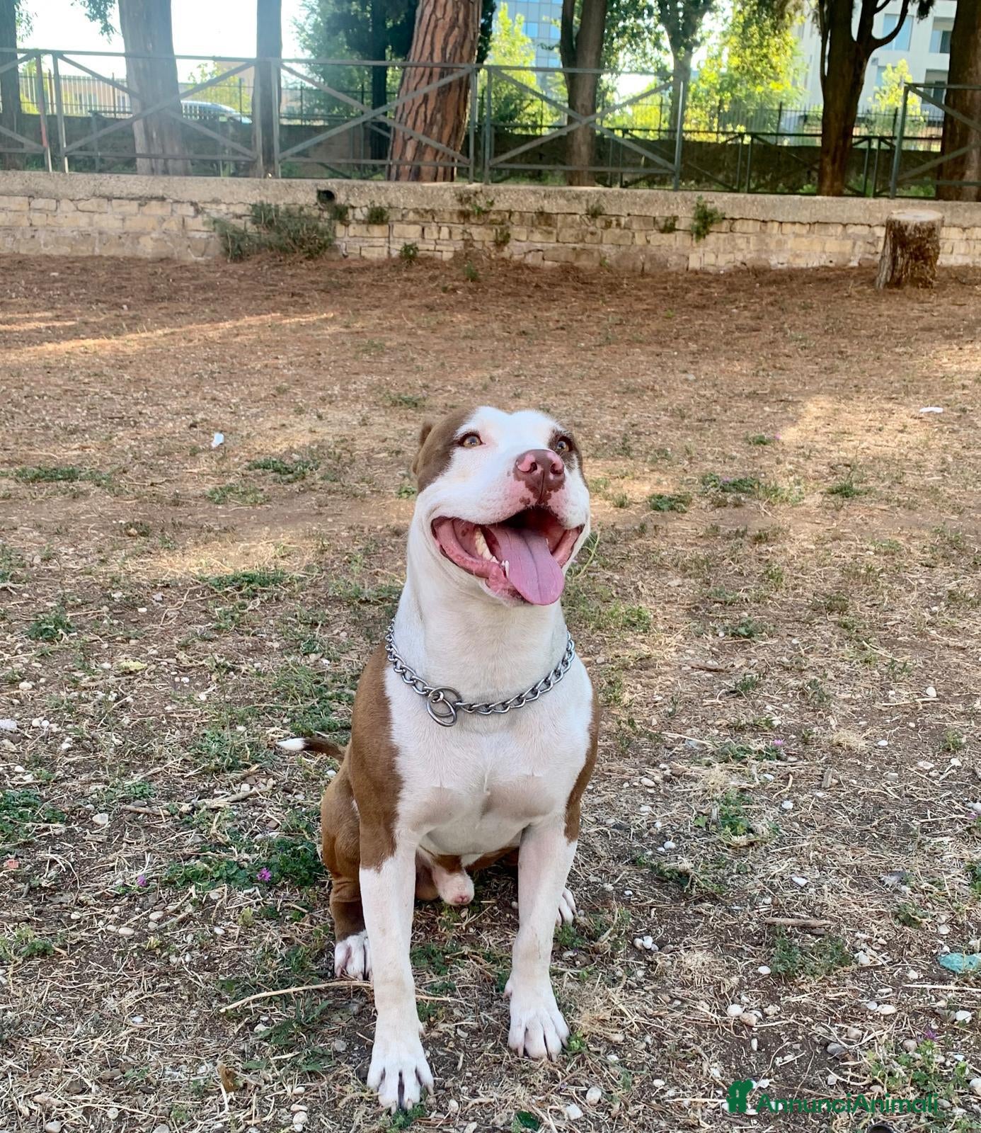 Pitbull cani pitbull 7 anni  - Annuncio 2