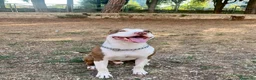 Pitbull cani in regalo: pitbull 7 anni  a Città metropolitana di Roma Capitale - Annuncio 1