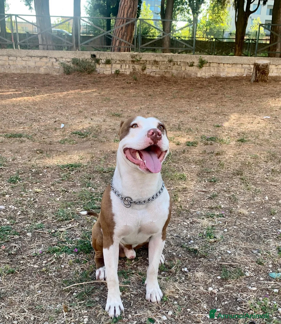 Pitbull cani in regalo: pitbull 7 anni  a Città metropolitana di Roma Capitale - Annuncio 1