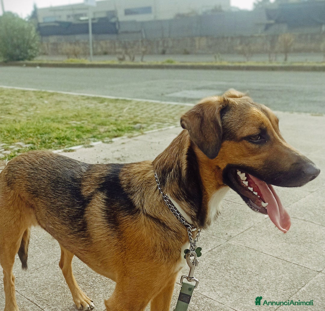 Meticcio cani in regalo: Cane miticcio - Annuncio 6
