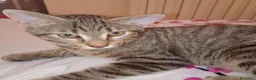 Altre razze gatti in regalo: Gattino di 4 mesi a Provincia di Barletta-Andria-Trani - Annuncio 1