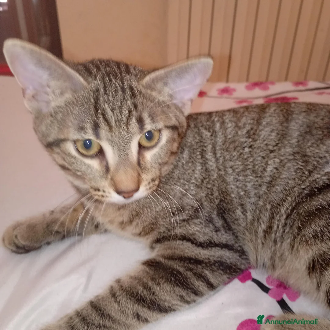 Altre razze gatti in regalo: Gattino di 4 mesi a Provincia di Barletta-Andria-Trani - Annuncio 1