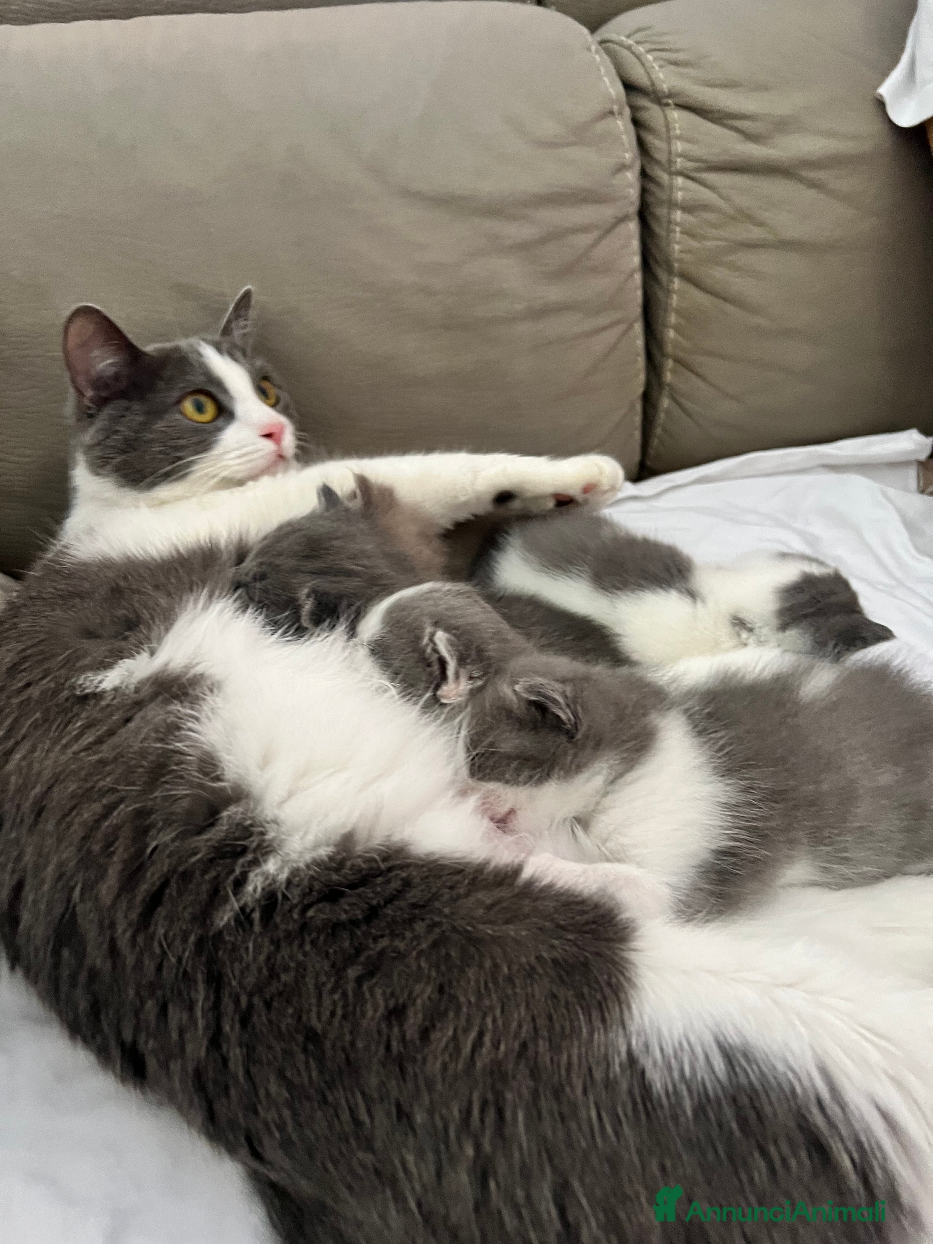 Meticcio gatti Cucciolo di gatti - Annuncio 1