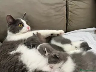 Meticcio gatti Cucciolo di gatti - Annuncio 1