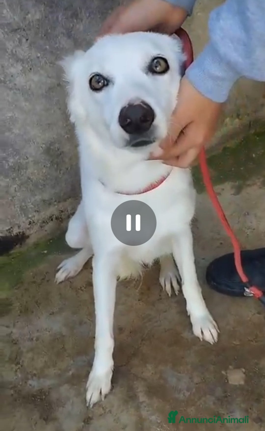 Meticcio cani in regalo: Bianca e grandi occhioni..torna in strada!PALERM0 a Città metropolitana di Milano - Annuncio 7