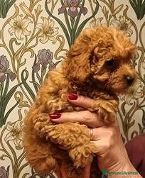 Barboncino Toy cani Cuccioli Barboncino - Annuncio 2