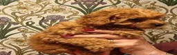 Barboncino Toy cani in vendita: Cuccioli Barboncino - Annuncio 1