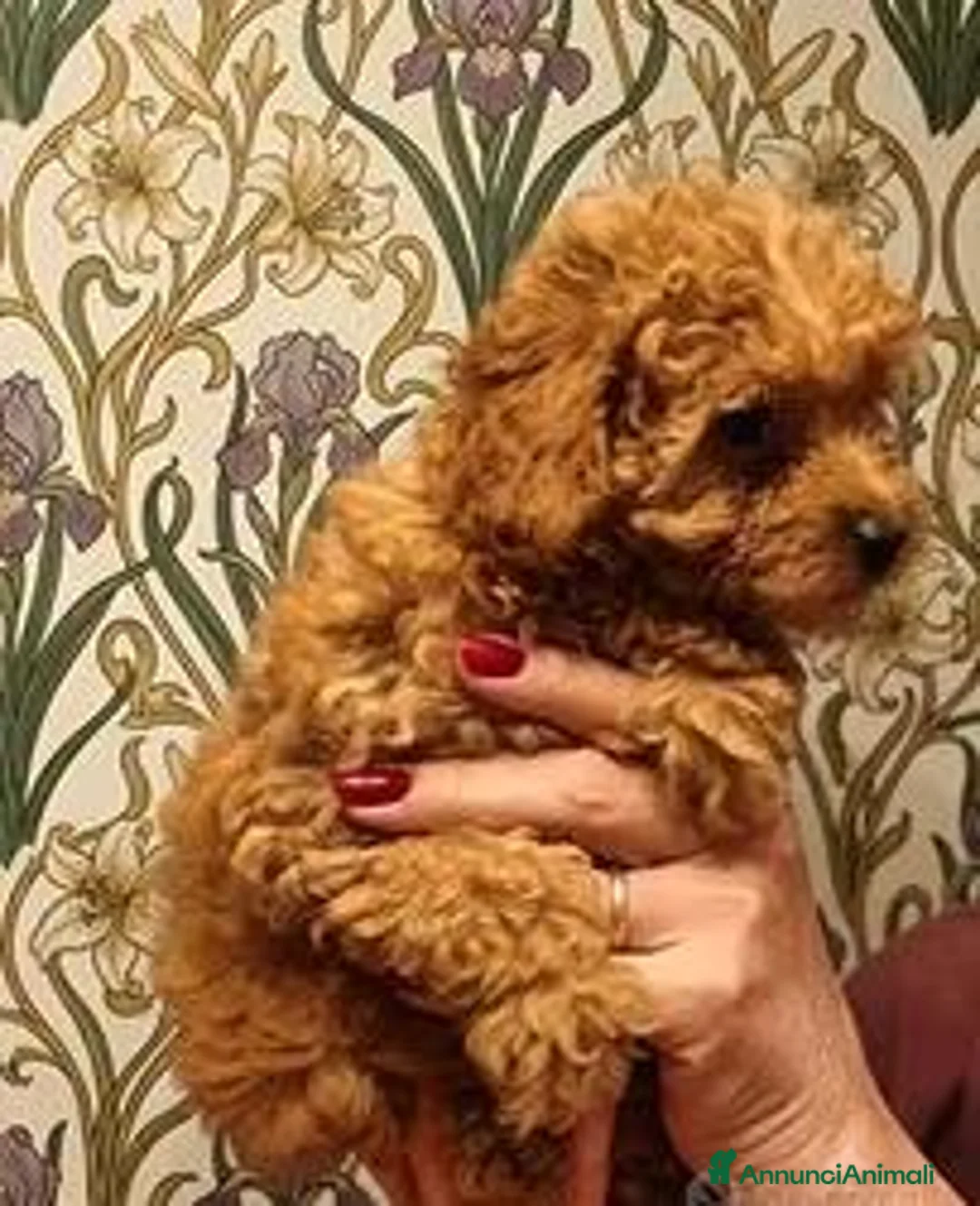 Barboncino Toy cani in vendita: Cuccioli Barboncino - Annuncio 1