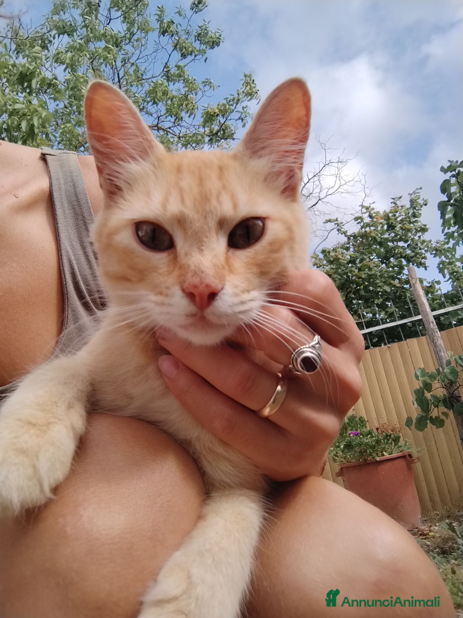 Meticcio gatti Bella gattina Lucy  - Annuncio 1