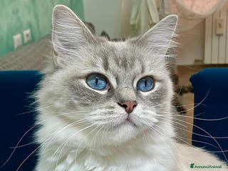 Ragdoll gatti Ragdoll Speciale con Pedigree - Annuncio 5