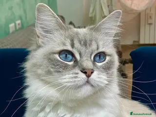 Ragdoll gatti Ragdoll Speciale con Pedigree - Annuncio 41