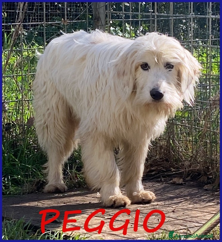 Meticcio cani PEGGIO CUCCIOLONE SIMIL SPINONCINO  - Annuncio 21