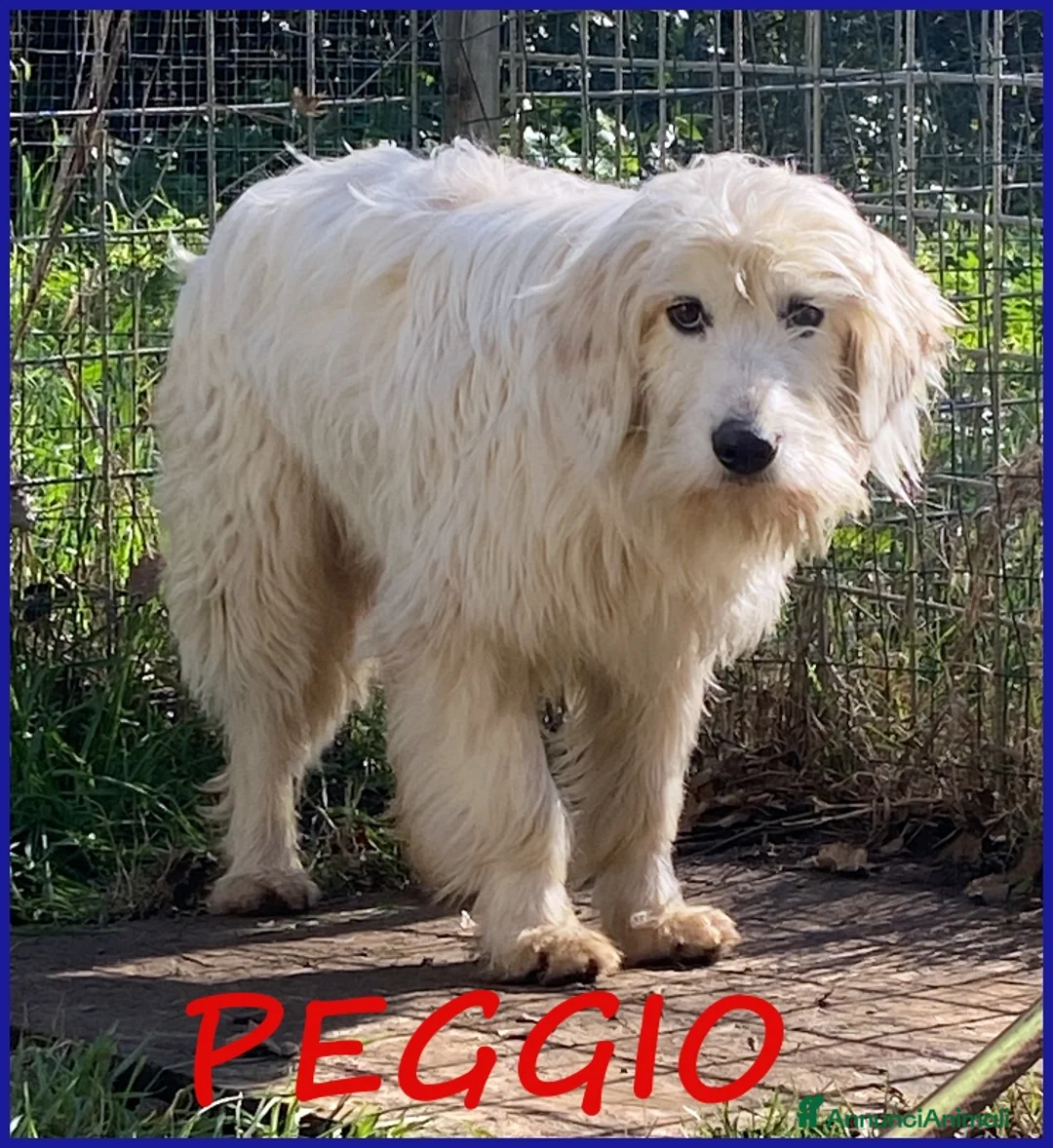 Meticcio cani in regalo: PEGGIO CUCCIOLONE SIMIL SPINONCINO  a Città metropolitana di Roma Capitale - Annuncio 1