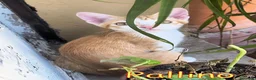 Europeo gatti in regalo: PALLINO DOLCISSIMO GATTINO - Annuncio 2