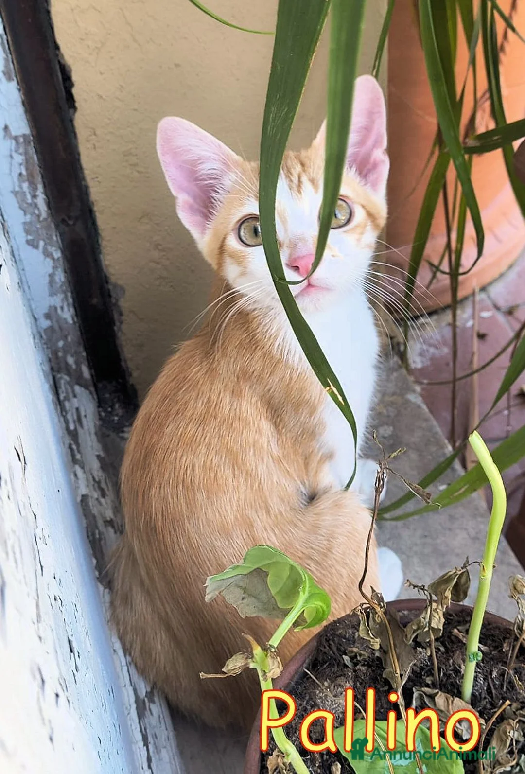 Europeo gatti in regalo: PALLINO DOLCISSIMO GATTINO - Annuncio 2