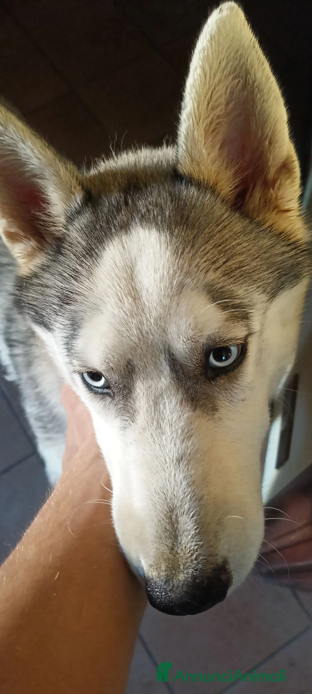Meticcio cani in vendita: Husky mezzo lupo - Annuncio 2