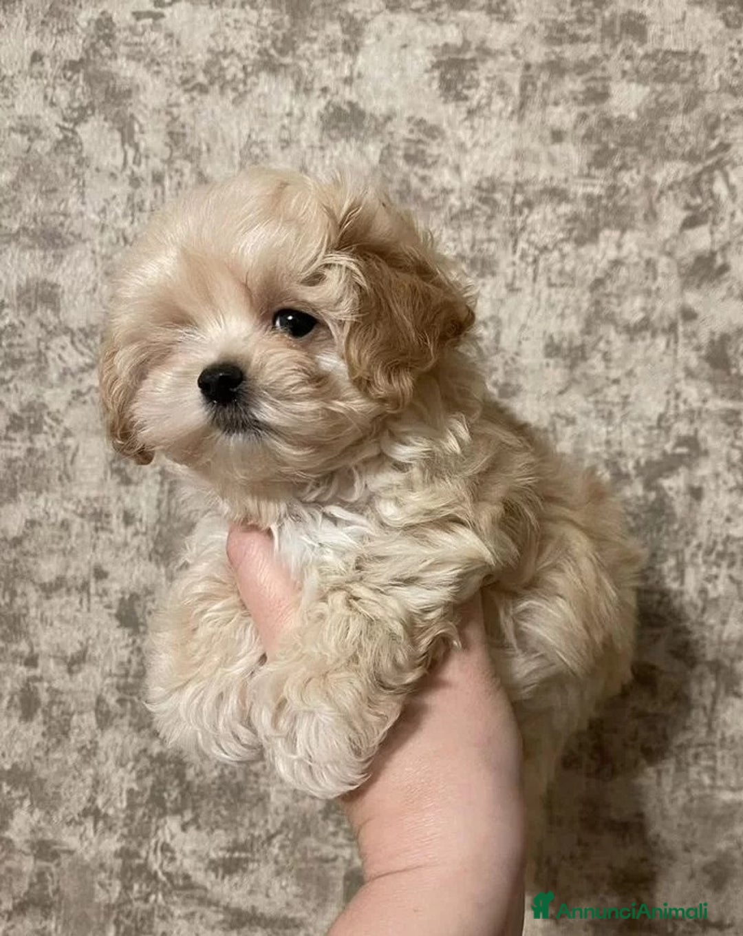 Maltipoo cani in vendita: Maltipoo - Annuncio 3